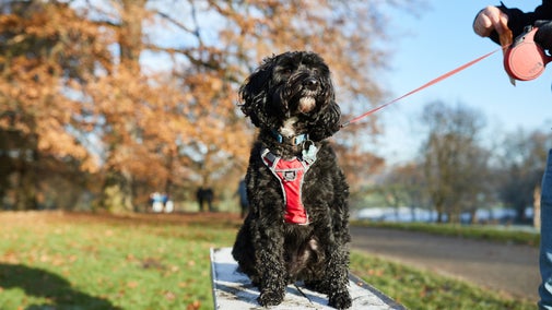 A black dog on a lead, sat on a bench in the parkland at Nostell